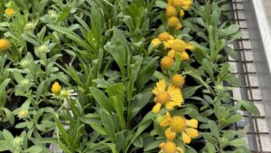 British Columbia-Based DeVry Greenhouses Joins ThinkPlants Network