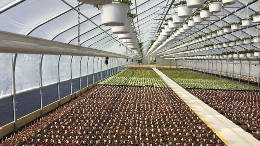 Floriculture Suppliers Reassuring Their Customers Amid Distribution Challenges