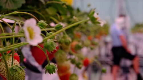 Grodan, Fluence to Partner on Groundbreaking Strawberry Research