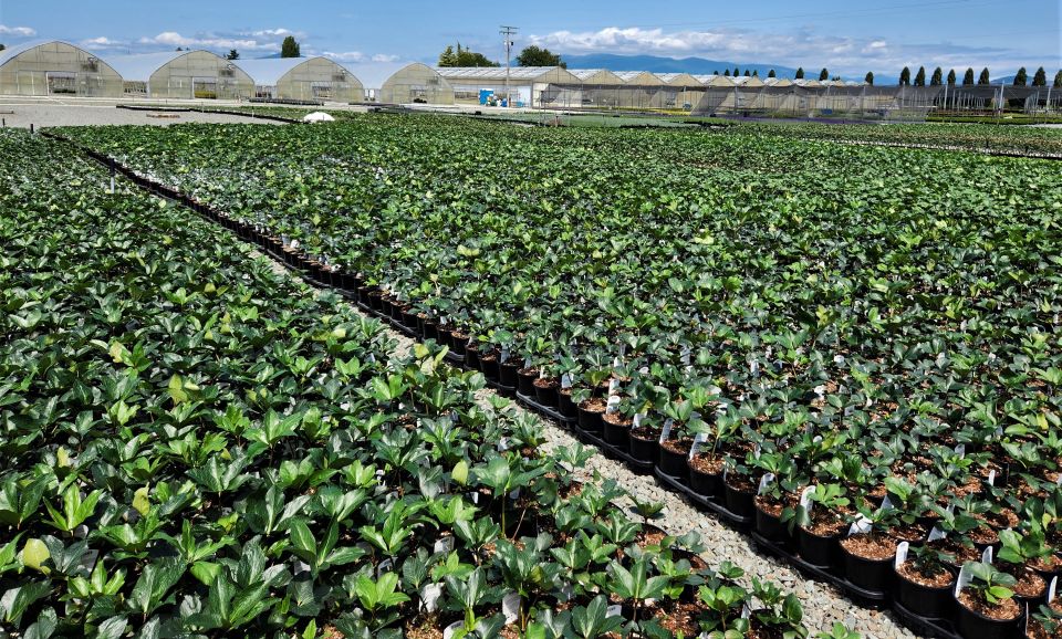 Helleborus production at Skagit Horticulture