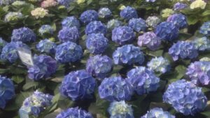 Hydrangea Production Pointers From Propagation to Finishing