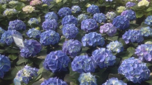 Hydrangea Production Pointers From Propagation to Finishing