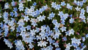 Terra Nova Nurseries Names Companion Plants for Select 2024 Colors of the Year