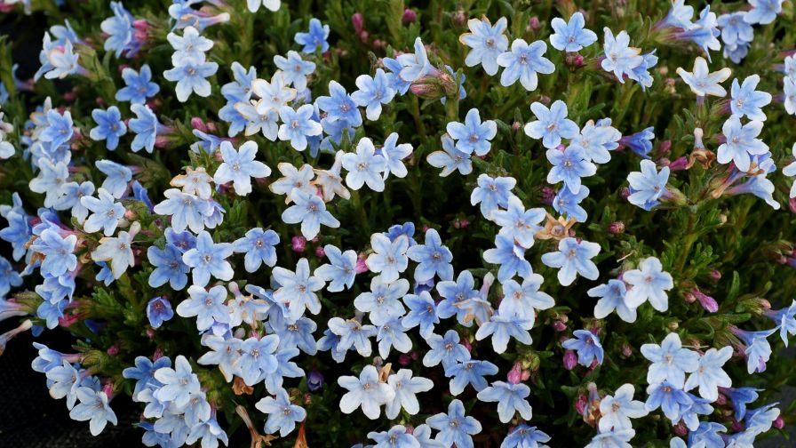Lithodora Crystal Blue (Terra Nova Nurseries)