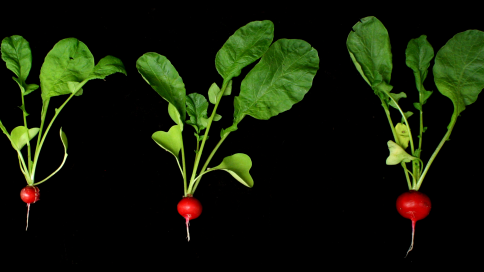Radishes Part 3