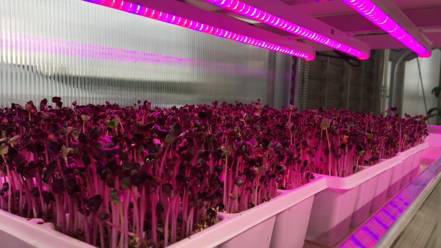 Rob Eddy Microgreens on multi-tiered grow racks Web