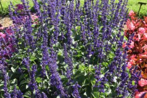 Salvia Big Blue