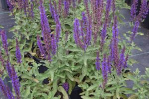 Salvia 'Caradonna'