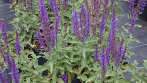 A Detailed Look at Perennial Salvias