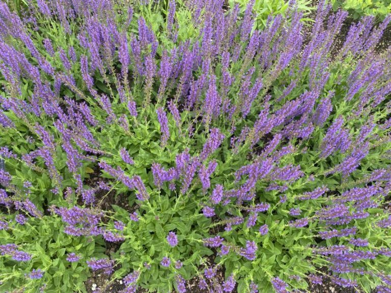 Salvia 'May Night'