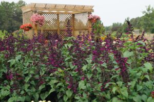 Salvia ‘Plum Crazy’ (Ball FloraPlant)