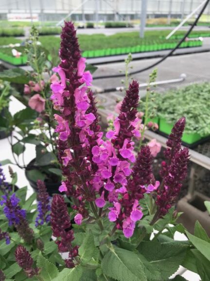 Salvia 'Rose Marvel'