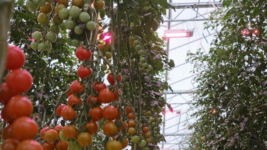 Signify - Far red light in tomato Web