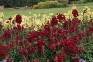 Snapdragon ‘DoubleShot Crimson Red’ (Hem Genetics)