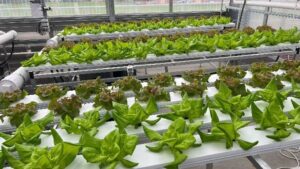 New Research Powering Controlled Environment Ag Evolution