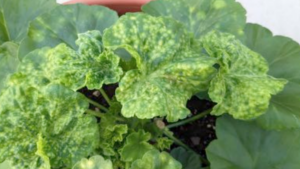 A Refresher on Common Floriculture Viruses and How They Spread