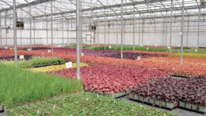 2023 Plug and Liner Survey: How Growers Are Dealing With Shipping, Energy, and Other Challenges