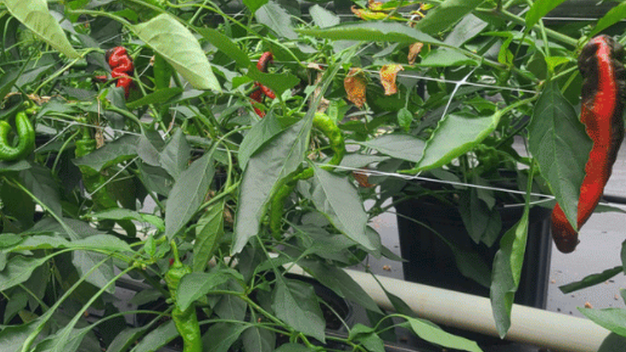 ark foods greenhouse Web