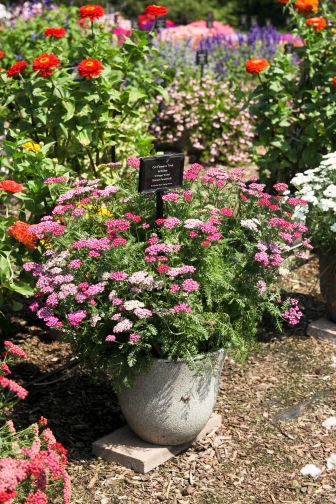 Achillea ‘New Vintage Violet’ (Proven Winners)