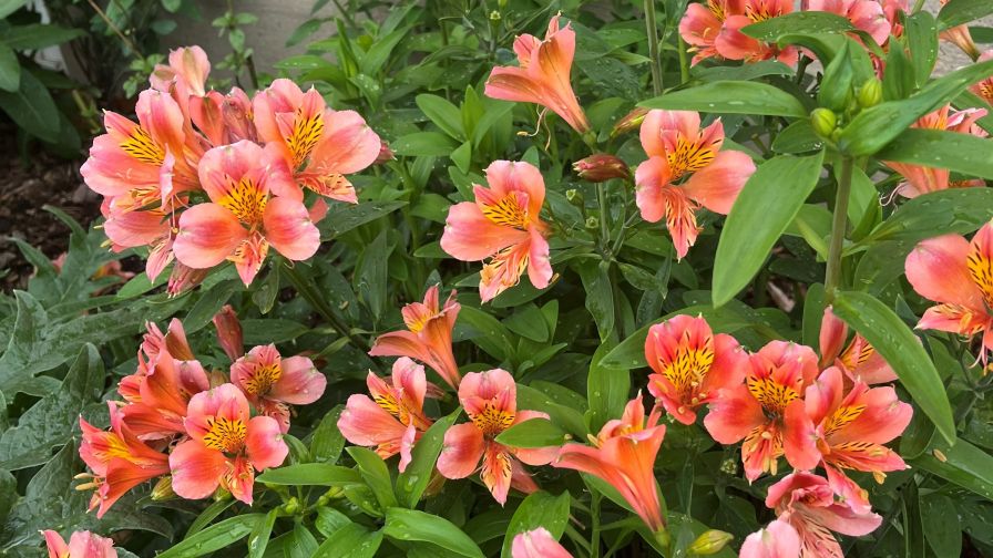 Alstroemeria Coral Chaos Cornell University