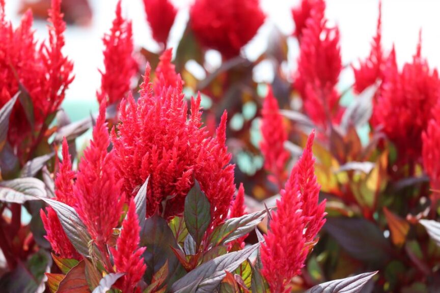 Celosia ‘Burning Embers’ (Sakata Ornamentals)