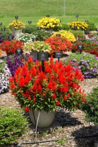 Celosia ‘Kelos Fire Orange’ (Danziger)