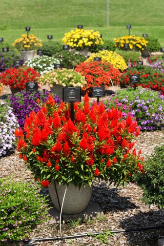 Celosia ‘Kelos Fire Orange’ (Danziger)