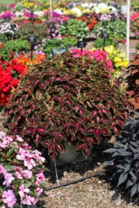Coleus ‘Talavera Pink Tricolor’ (Syngenta Flowers)