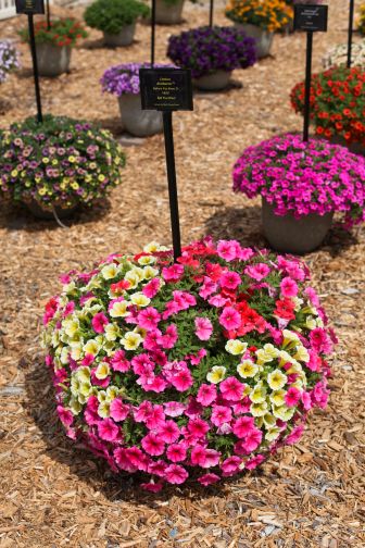 MixMasters Before You Know It (Ball FloraPlant)