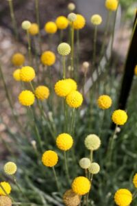 Craspedia ‘Golf Beauty Imp.’ (Danziger)