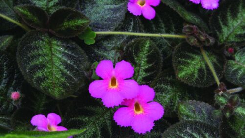 Standout Selections From D.S. Cole Growers’ 2023 Plant Trials