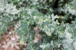 Eucalyptus ‘Baby Blue Bouquet’ (Benary)