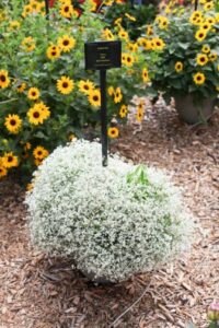 Euphorbia ‘Flurry’ (Ball FloraPlant)