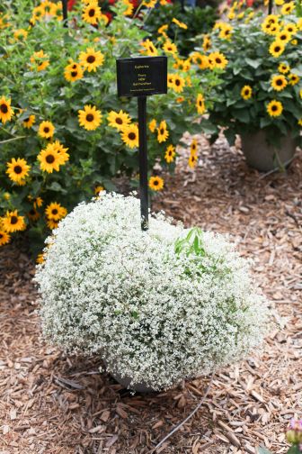 Euphorbia ‘Flurry’ (Ball FloraPlant)