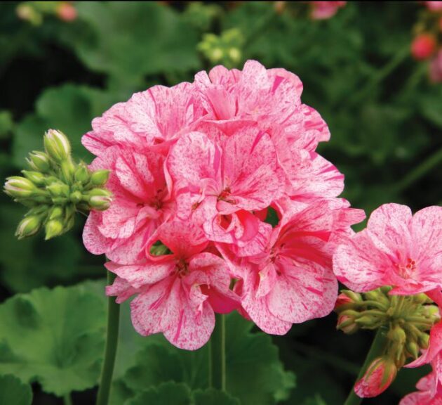 Geranium ‘Interspecific Big EEZE Pink Batik’ (Dummen Orange)