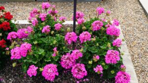Highlights From Greenhouse Grower’s November 2023 Issue