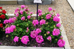 Highlights From This Year’s 2023 Summer Field Trials