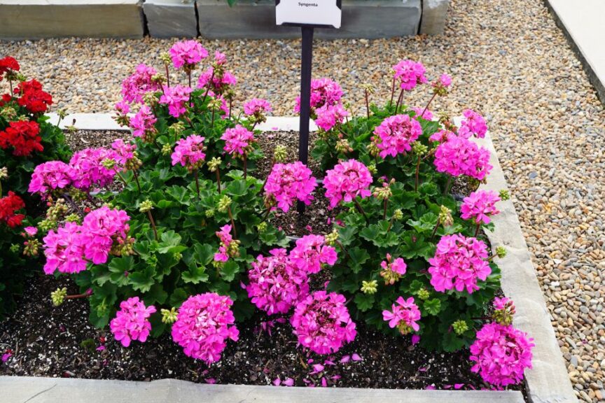 Highlights From This Year’s 2023 Summer Field Trials
