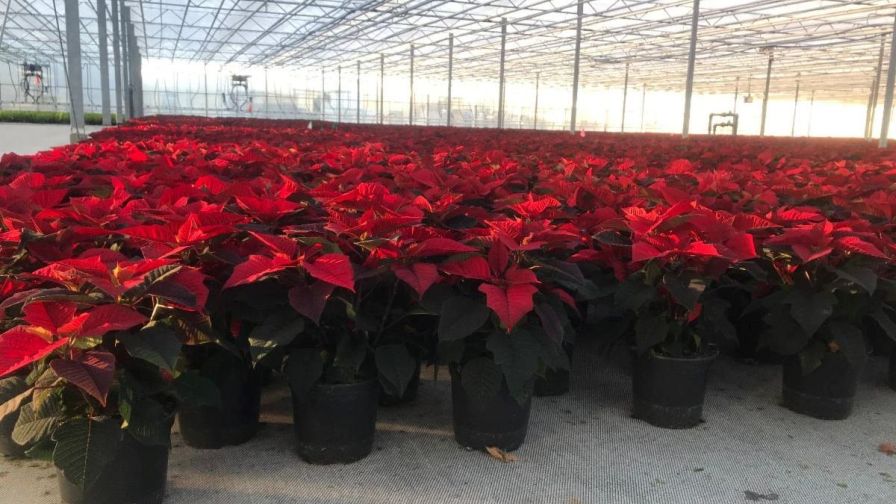 Griffin Poinsettias