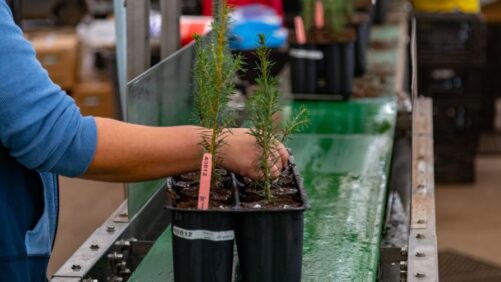 Navigating Seasonal Safety Risks in the Horticulture Industry