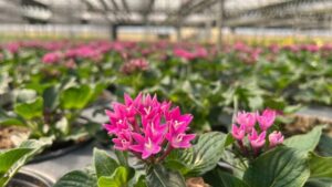 Michigan Greenhouse Growers Expo on Tap for Early December