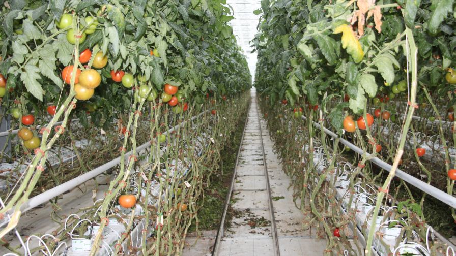 Mucci Farms June 2023 Rabobank