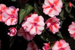 New Guinea Impatiens ‘SunPatiens Vigorous Peach Candy’ (Sakata Ornamentals)