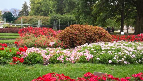 “Spectacular” Weather Meant High-Quality Plants at Ohio State Summer Trials