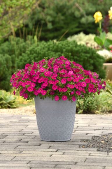 Petchoa ‘EnViva Pink’ (Selecta One)
