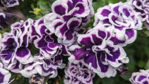 Why 2023 Was a Milestone Year for Plant Trials at Welby Gardens