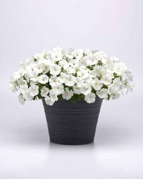 Petunia ‘SureShot White’ (Ball FloraPlant)