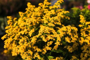 Solidago ‘Glory Golden’ (Danziger)