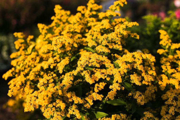 Solidago ‘Glory Golden’ (Danziger)