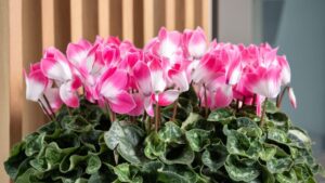 Super Serie Fusion: A Decade of Cyclamen Development